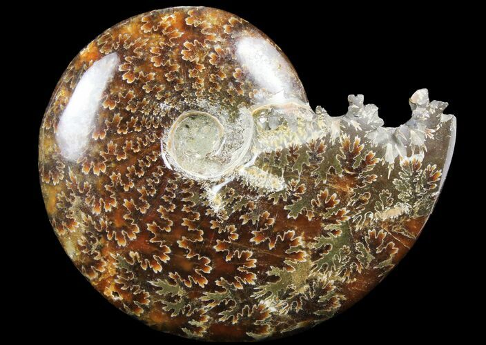 Polished, Agatized Ammonite (Cleoniceras) - Madagascar #97300